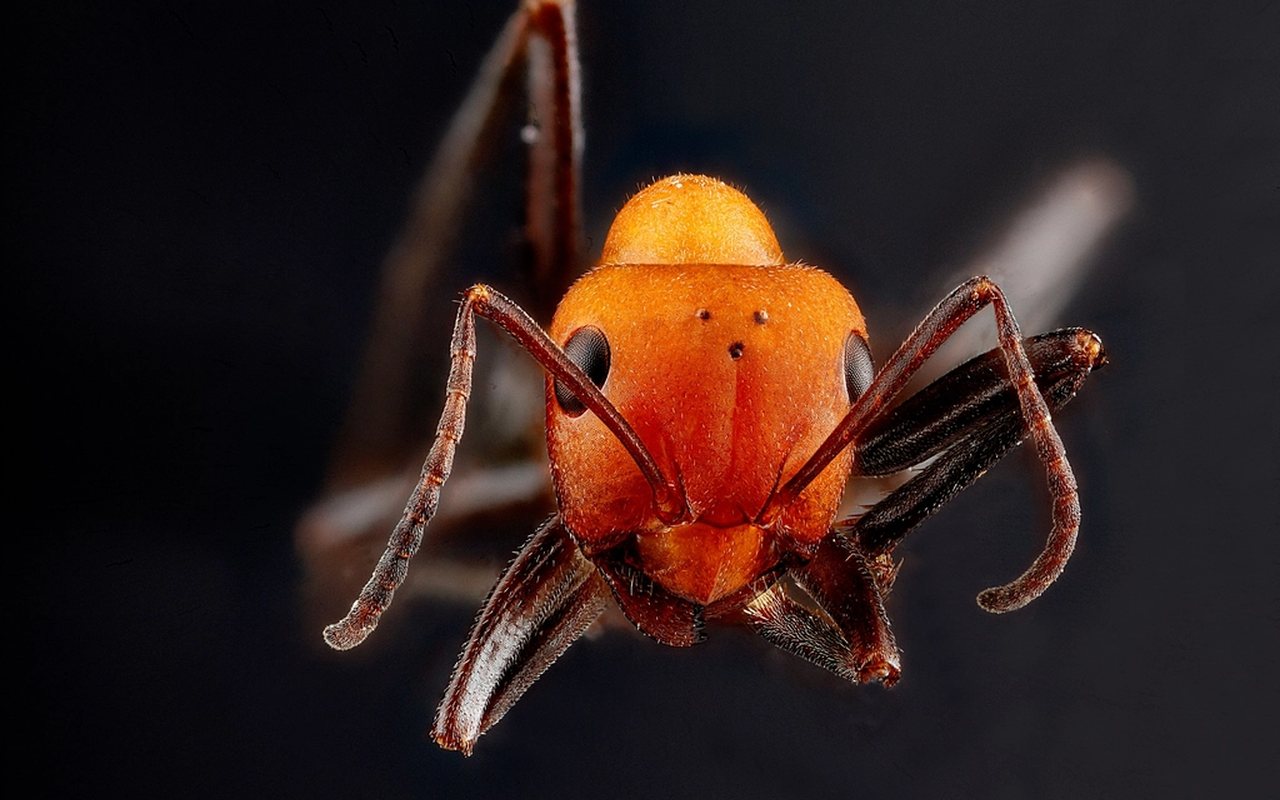 Macro photograph of an ant, the most common household pest treated in Marysville