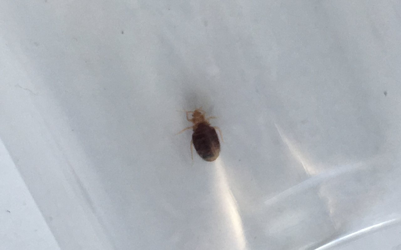 Close-up of a bed bug, Cimex lectularius, the insect treated by heat in Marysville bedrooms