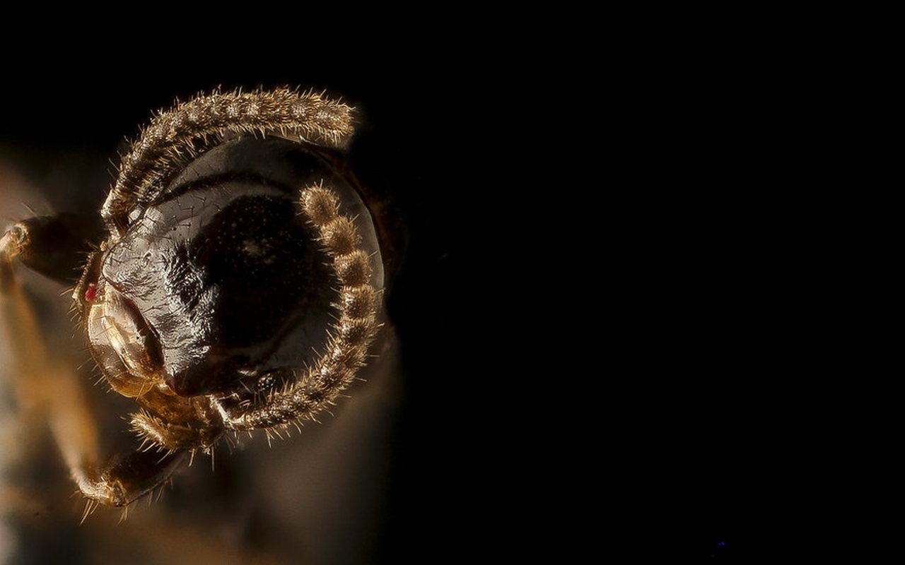 Macro photograph of a winged termite, whose straight antennae and equal wings separate it from a carpenter ant