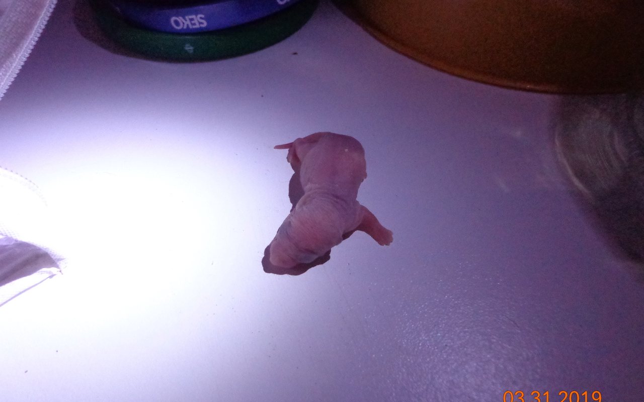 House mouse, Mus musculus, the rodent that moves indoors with the first cold rain in Snohomish County