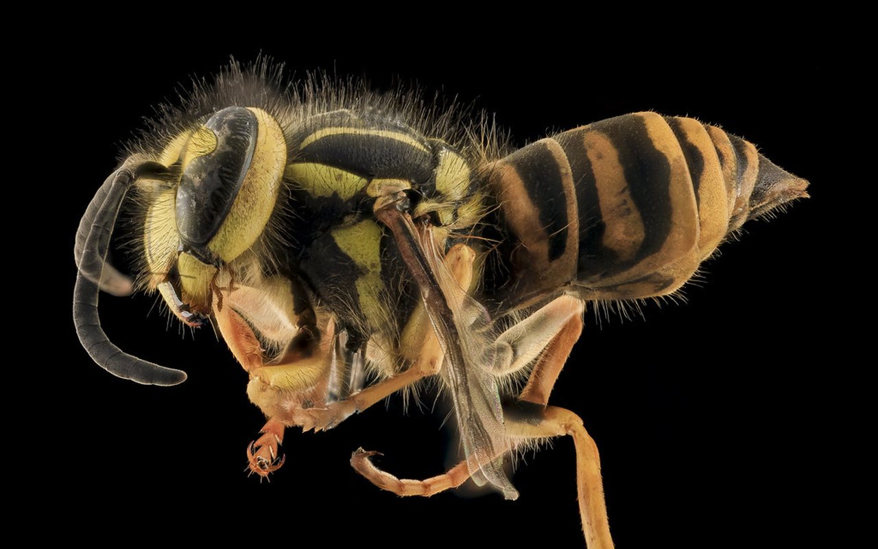 Side view of a western yellowjacket, the wasp whose colony peaks in Marysville in August