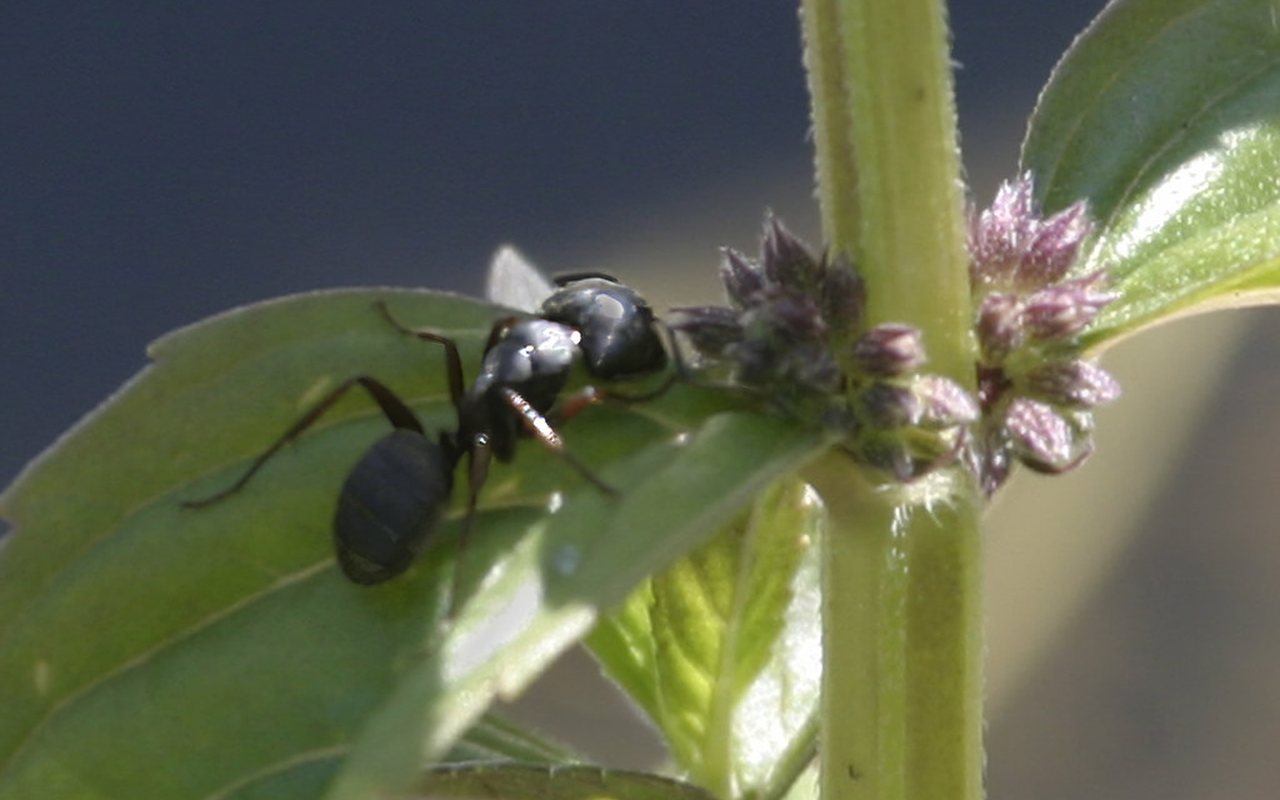 Western carpenter ant, Camponotus modoc, the structural pest that nests in wet framing in western Washington