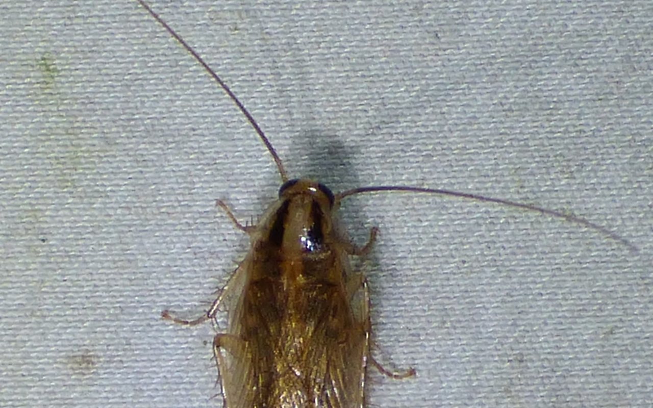 German cockroach, Blattella germanica, the species that infests Marysville kitchens and apartments