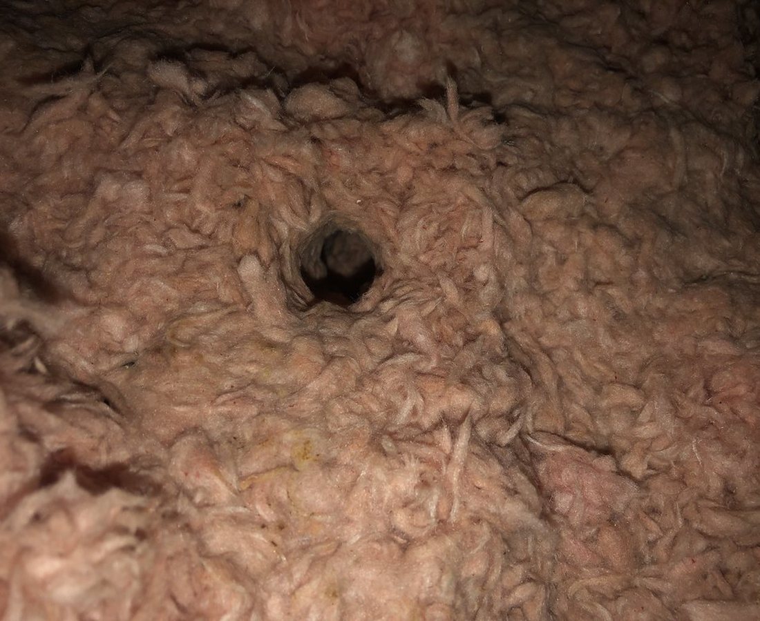Holes chewed by mice through attic insulation, the evidence found during a rodent inspection