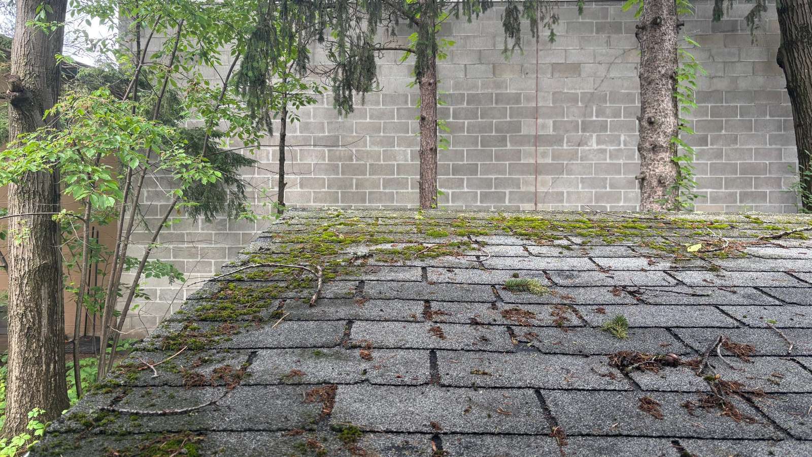 Moss growing on a shingled roof, the condition that softens fascia and lets roof rats into a Marysville attic