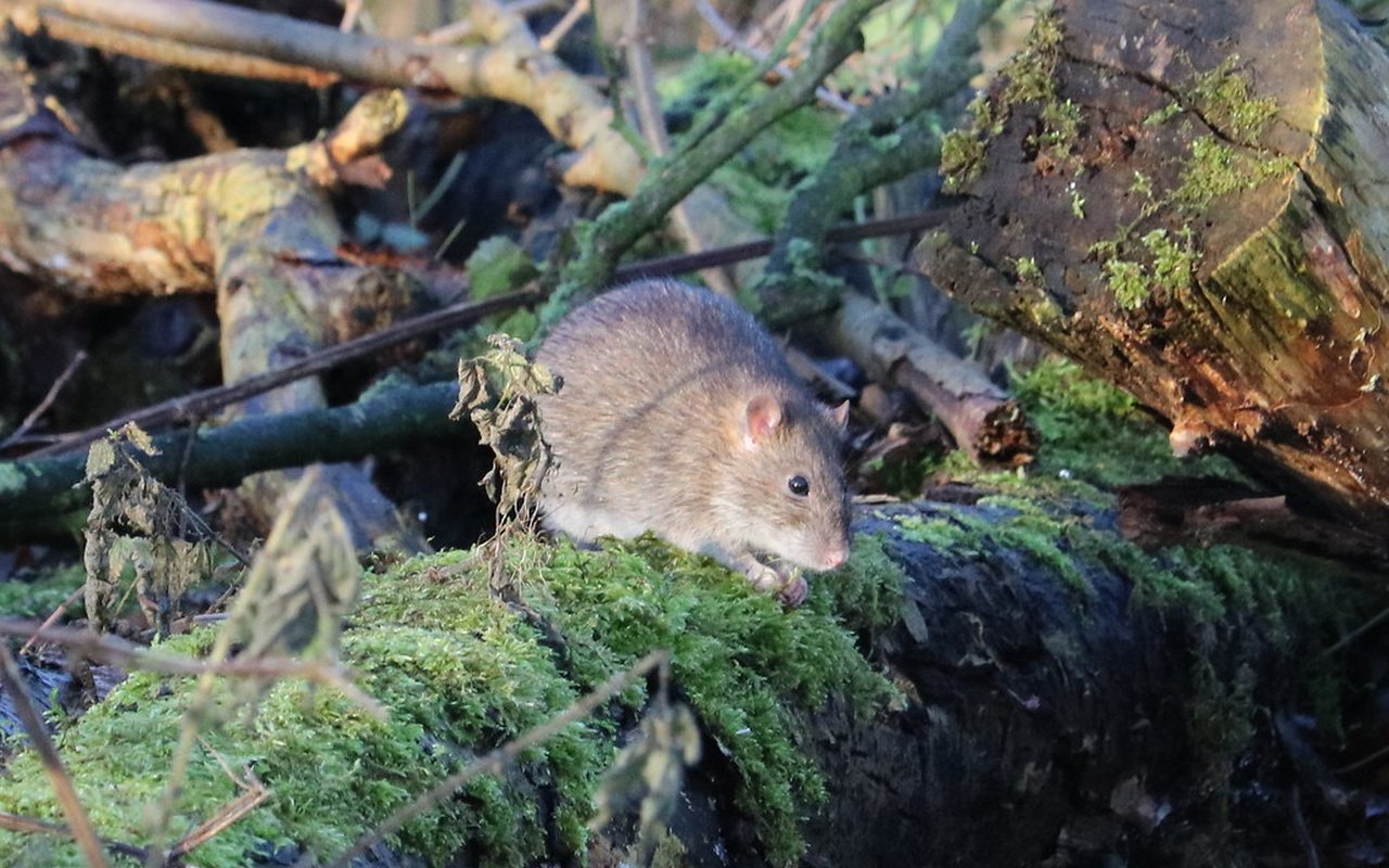 Brown rat, Rattus norvegicus, the burrowing rat found in Marysville crawl spaces