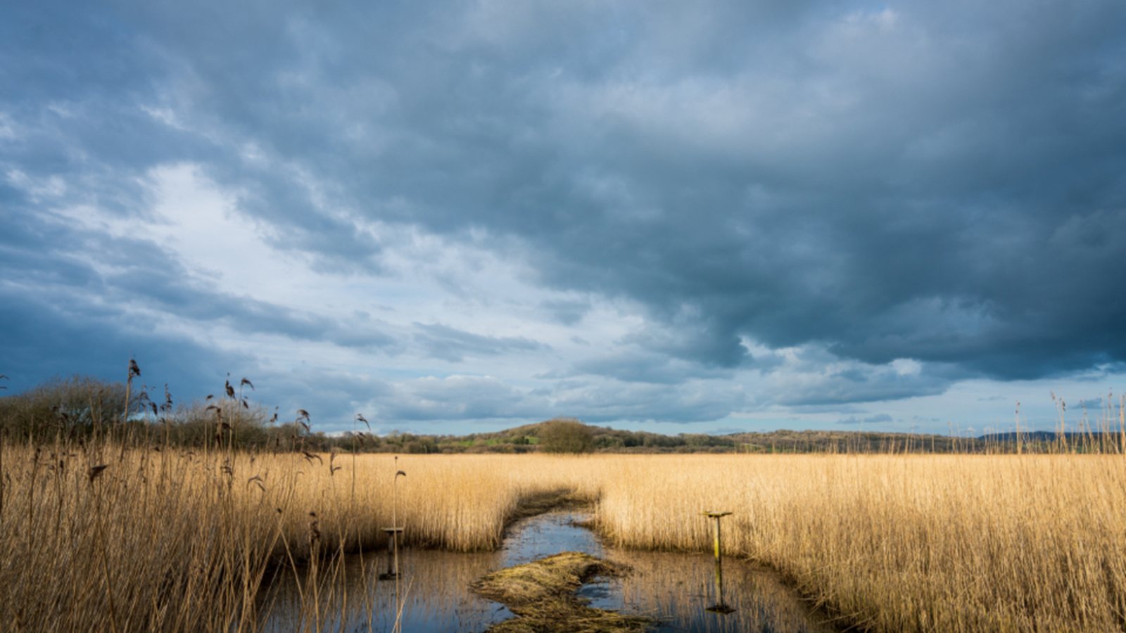 Tidal marsh and wetland grasses, the habitat of the Qwuloolt estuary on Ebey Slough near Marysville