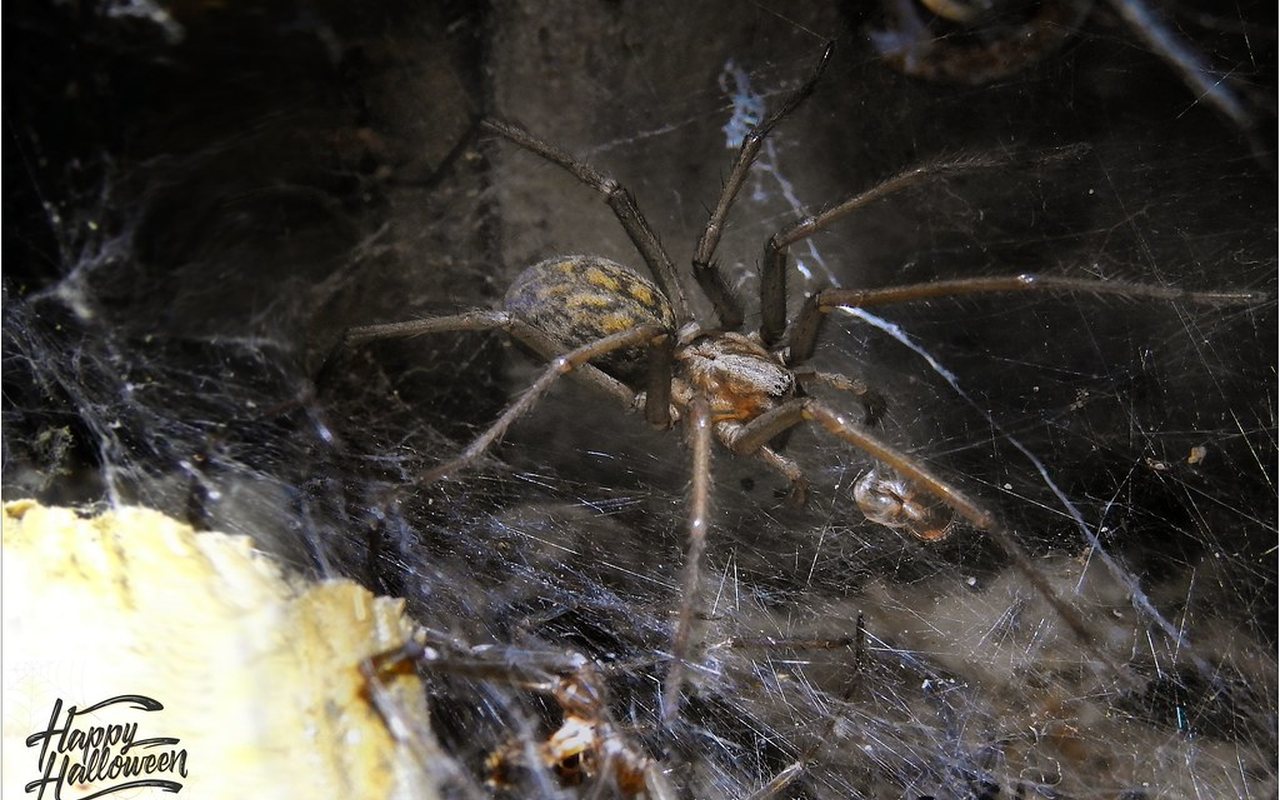 Giant house spider, Eratigena atrica, the harmless September wanderer in Marysville homes