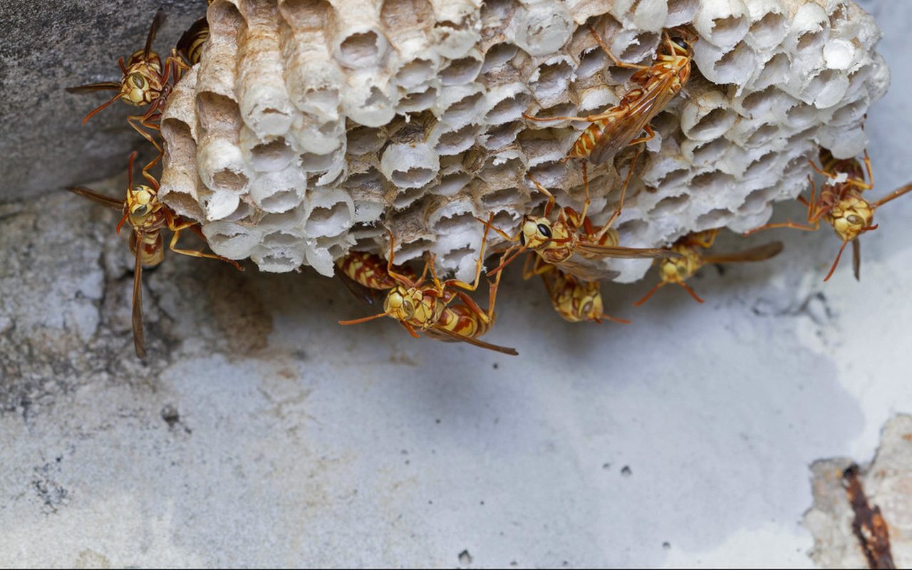 Open-comb paper wasp nest built under an overhang, the kind removed in Marysville each August